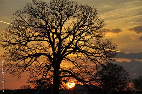 Burr Oak tree silhouette with a beautiful orange sunset behind Stock Photo | Adobe Stock