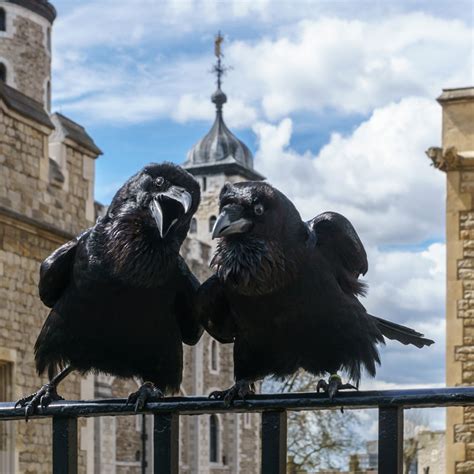 The Ravens of the Tower of London » TwistedSifter