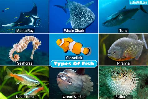 List Of Fish