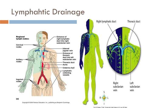 PPT - Lymphatic System PowerPoint Presentation - ID:2067086