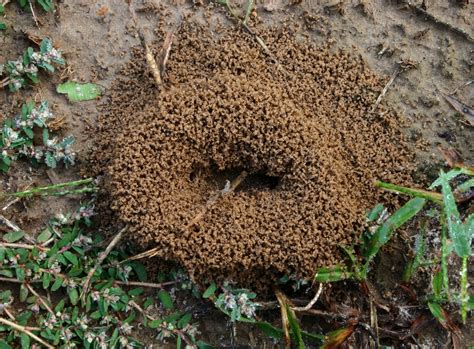 Controlling Fire Ants This Spring | The Grass Outlet