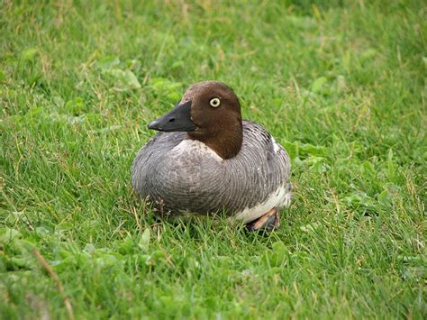 Common Goldeneye by ceasol, via Flickr | Ducks unlimited, Duck