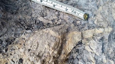 Giant dinosaur footprint the largest ever found in Yorkshire, say experts