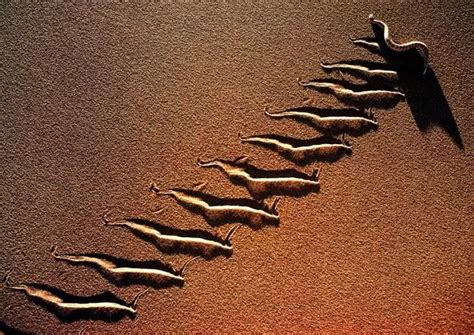 SIDEWINDER (Crotalus cerastes) TRACKS... | Deserts, Linear pattern, Wildlife photography