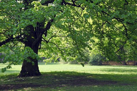 Shade Trees For Zone 7: Learn About Growing Shade Trees In Zone 7 Gardens