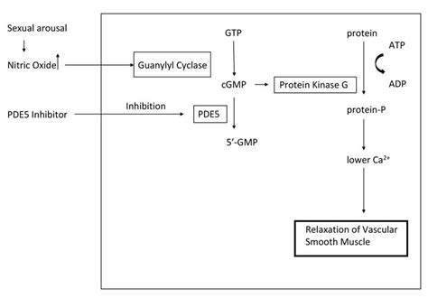 The mechanism of PDE5 inhibitor. Sexual arousal causes enhanced level... | Download Scientific ...