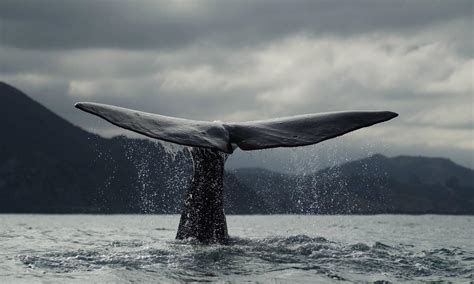 Blue Whale | Species | WWF