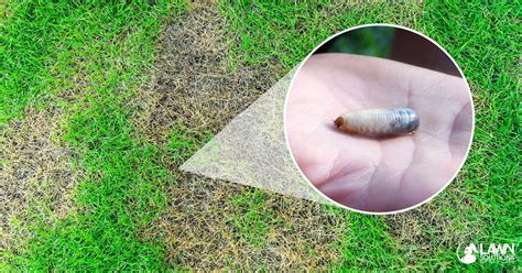 Not Sure If You've Got Lawn Grubs, You Need To Read This Extensive Guide?