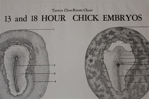 Vintage 13 and 18 Hour Chick Embryo Classroom Chart From Turtox - Etsy Canada