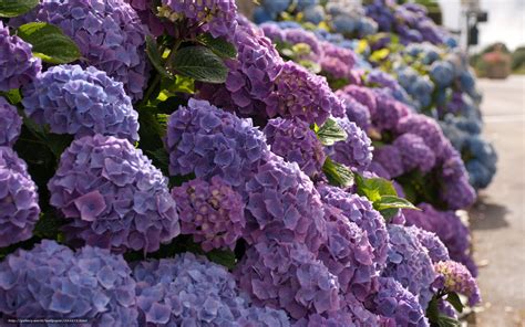 🔥 [120+] Hydrangea Desktop Wallpapers Free | WallpaperSafari