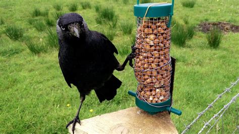 Jackdaw crow feeding on bird feeder - YouTube