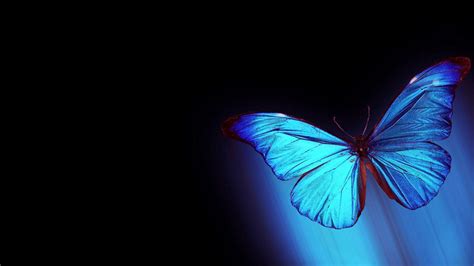 🔥 Download Black And Blue Butterfly Wallpaper HD Background by @cjohnson7 | Black Butterfly ...