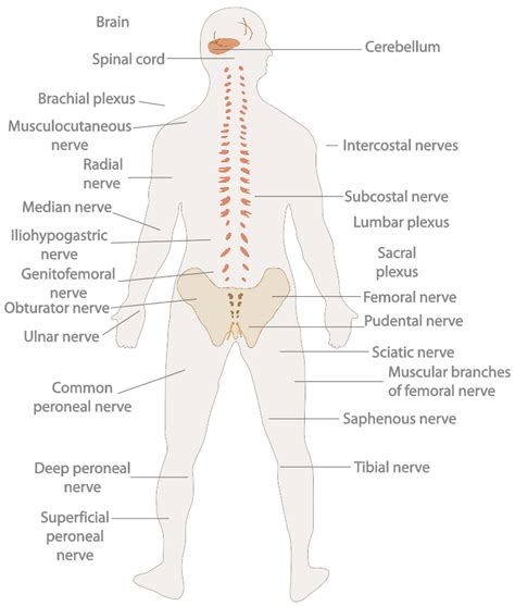 Introduction to the Nervous System | Boundless Anatomy and Physiology