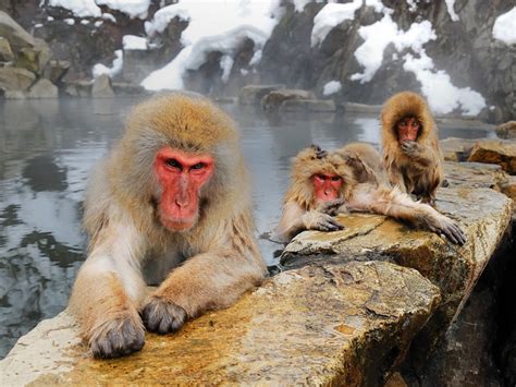 Japanese Macaques