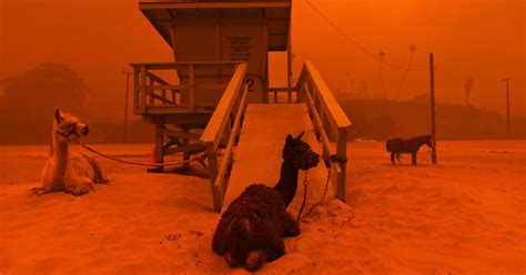 Rescuers Work To Evacuate Hundreds Of Animals As California Wildfires Rage | HuffPost