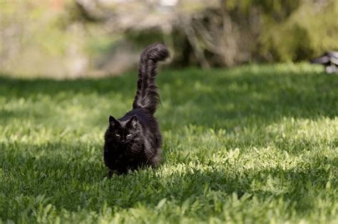 Do Female Cats Spray - Can You Train A Cat