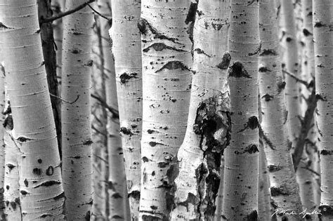 Aspen Bark - Martin Spilker Photography