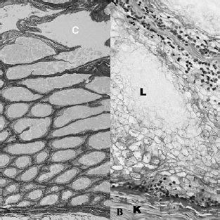 (PDF) Histologic Structure of the Uropygial Gland of the Osprey (Pandion haliaetus)