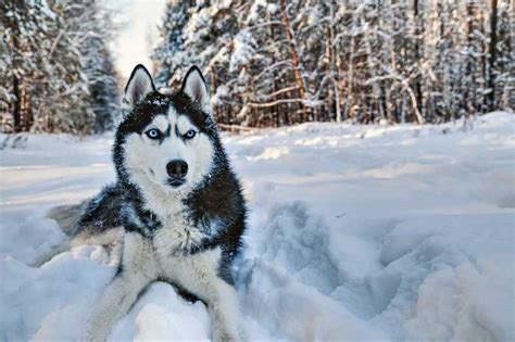 Rovaniemi: safari husky na śnieżnym szlaku | GetYourGuide