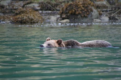 Grizzly Bear Eating Style - 2 | Grizzly Bear Tours & Whale Watching ...