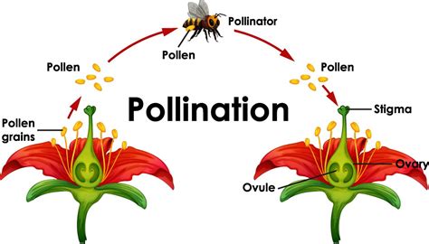 Sexual and Asexual Reproduction in Plants - SAMUNDRAGYAAN EDUCATION ...