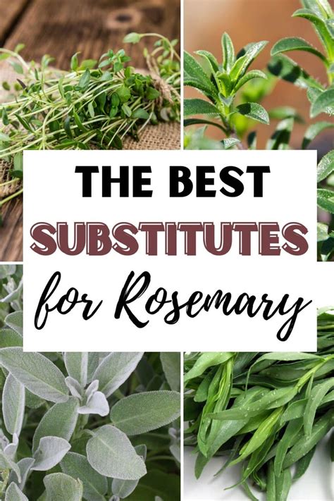 The 15 Best Substitutes for Rosemary | Get On My Plate