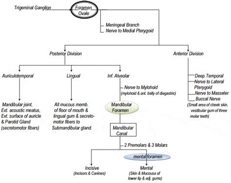 Trigeminal Nerve Branches Mnemonic