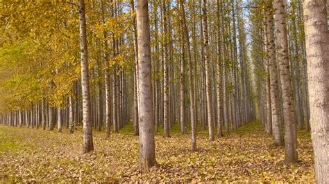 Fall Colors at the Chehalis Poplar Tree Farm — Adventures with Holly ...