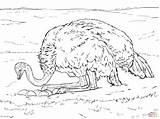 Ostrich On Nest With Eggs coloring page  Free Printable Coloring Pages sketch template