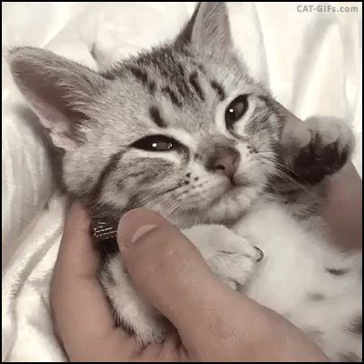 Funny cats - part 214 (40 pics + 10 gifs) | Amazing Creatures