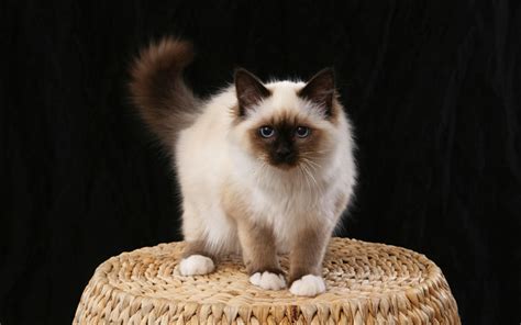 Download wallpapers Birman Cat, 4k, fluffy white cat, cute animals ...