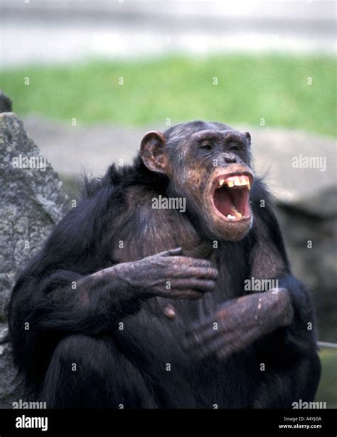 Chimpanzee crying Stock Photo - Alamy