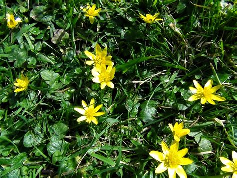 Lesser Celandine, Pilewort, Spring Messenger, Ranunculus ficaria