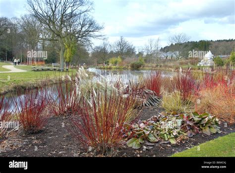 WATERSIDE PLANTINGS FOR WINTER INTEREST AT RHS HARLOW CARR Stock Photo ...