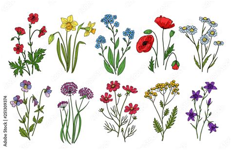 Wild flowers. Meadow plants monkshood thistle poppy. Wildflower vector botanic collection ...