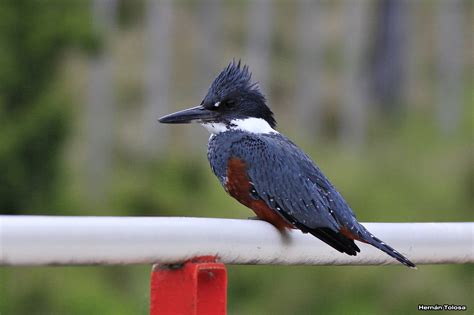 Aves en Chile: Martín Pescador grande / Martín Pescador (Megaceryle ...