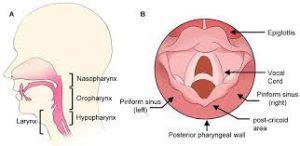 Hypopharyngeal cancer