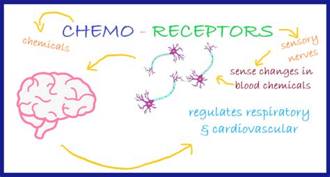 Chemoreceptors - Chemoreceptors