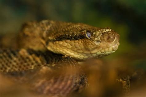 Snake Venom-Based "Super Glue" Stops Bleeding In Seconds Using Light