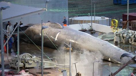 Whale killing: DNA shows Iceland whale was rare hybrid - BBC News