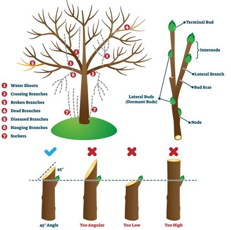 Prune It or Leave It? A Guide to Fall Pruning - Stephens Landscaping ...