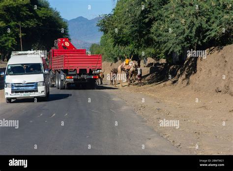 Korem, Ethiopia - Nov 2018: Cattle and camel transporting things on the ...