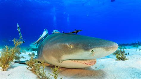 Sharks In The Great Barrier Reef Sale Online | www.ishira.jp