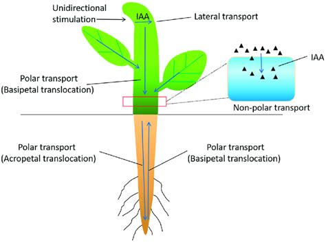 Three modes of auxin transport in plants: non-polar transport, polar... | Download Scientific ...