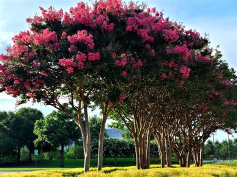 What Trees Bloom In Summer: Best Summer Flowering Trees | Gardening Know How