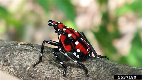 Spotted Lanternfly