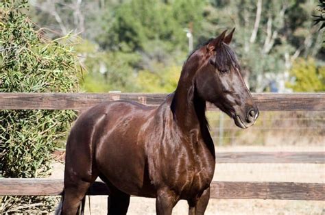 Brown Horse Breeds: 10 Horse Breeds With Brown Coats