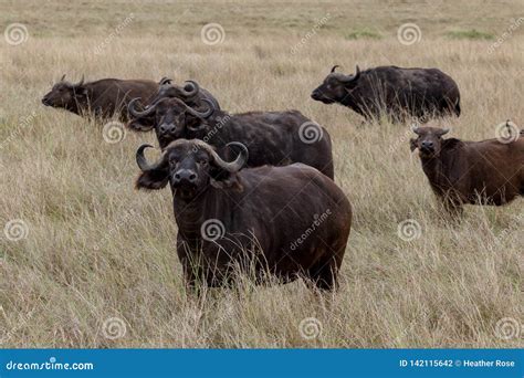 Cape Buffalo Herd, Kenya, Africa Stock Photo - Image of horned ...