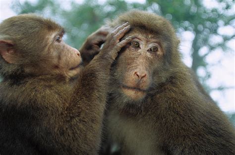 Tibetan Macaque Macaca Thibetana One Photograph by Cyril Ruoso - Pixels