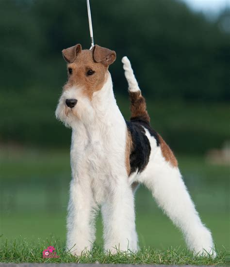 Wire Fox Terrier - Temperament, Lifespan, Shedding, Puppy